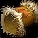 Sentinel Bracers icon