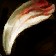 Swinetusk Shank icon