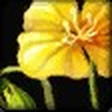 Lei of Lilies, official Blizzard item icon